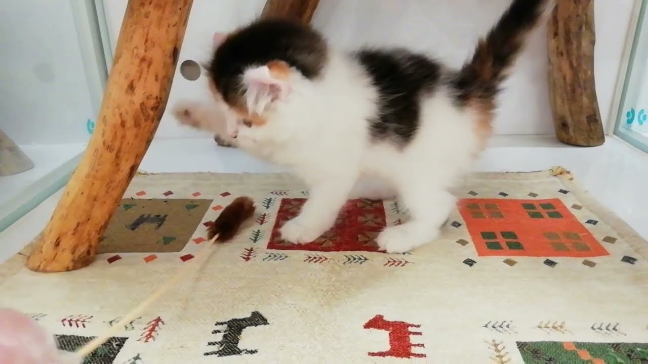 アメリカンカール  女の子   2023/3/28生まれ