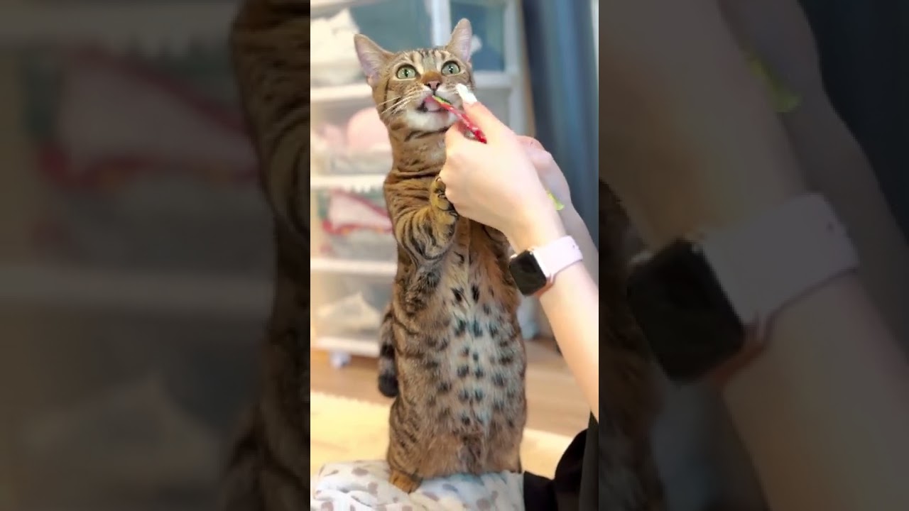 ベンガル猫みたいだけど実は・・・#shorts
