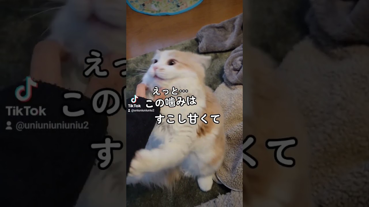【子猫】チョコおくれ #ラガマフィン #猫動画 #cat #shorts