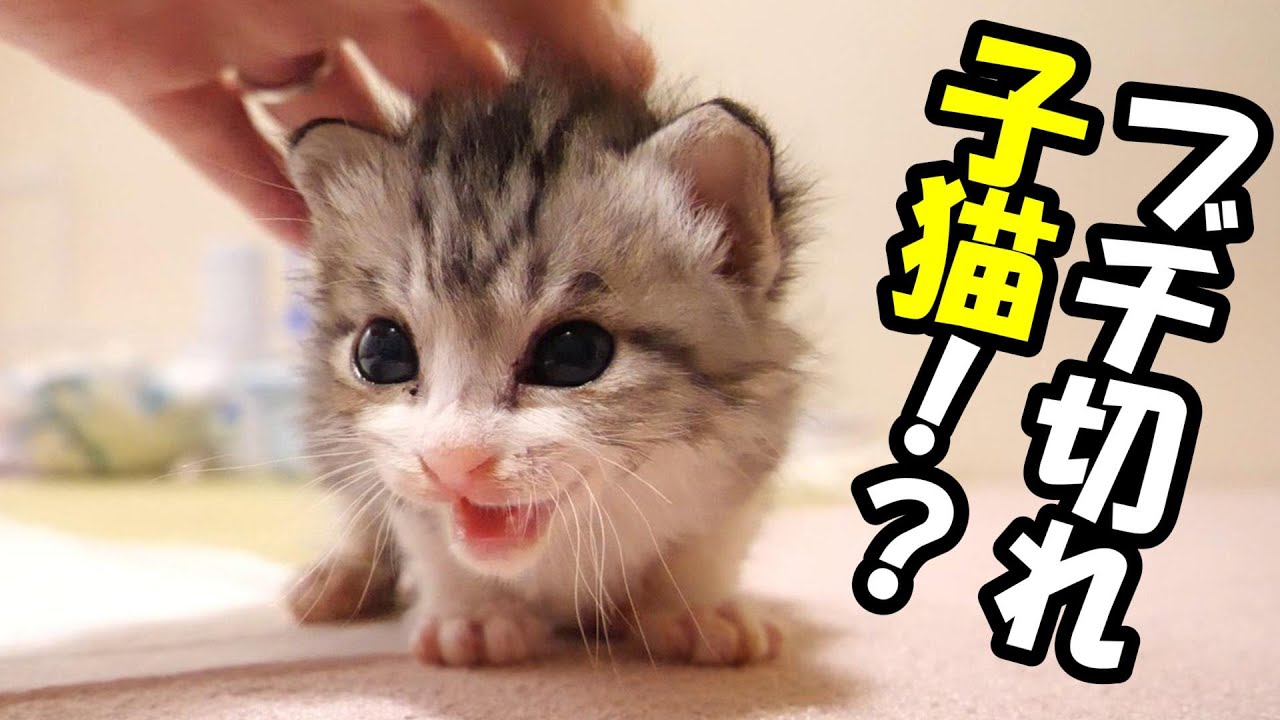 子猫を撫でようとするとブチ切れられる？【赤ちゃん猫　保護猫】