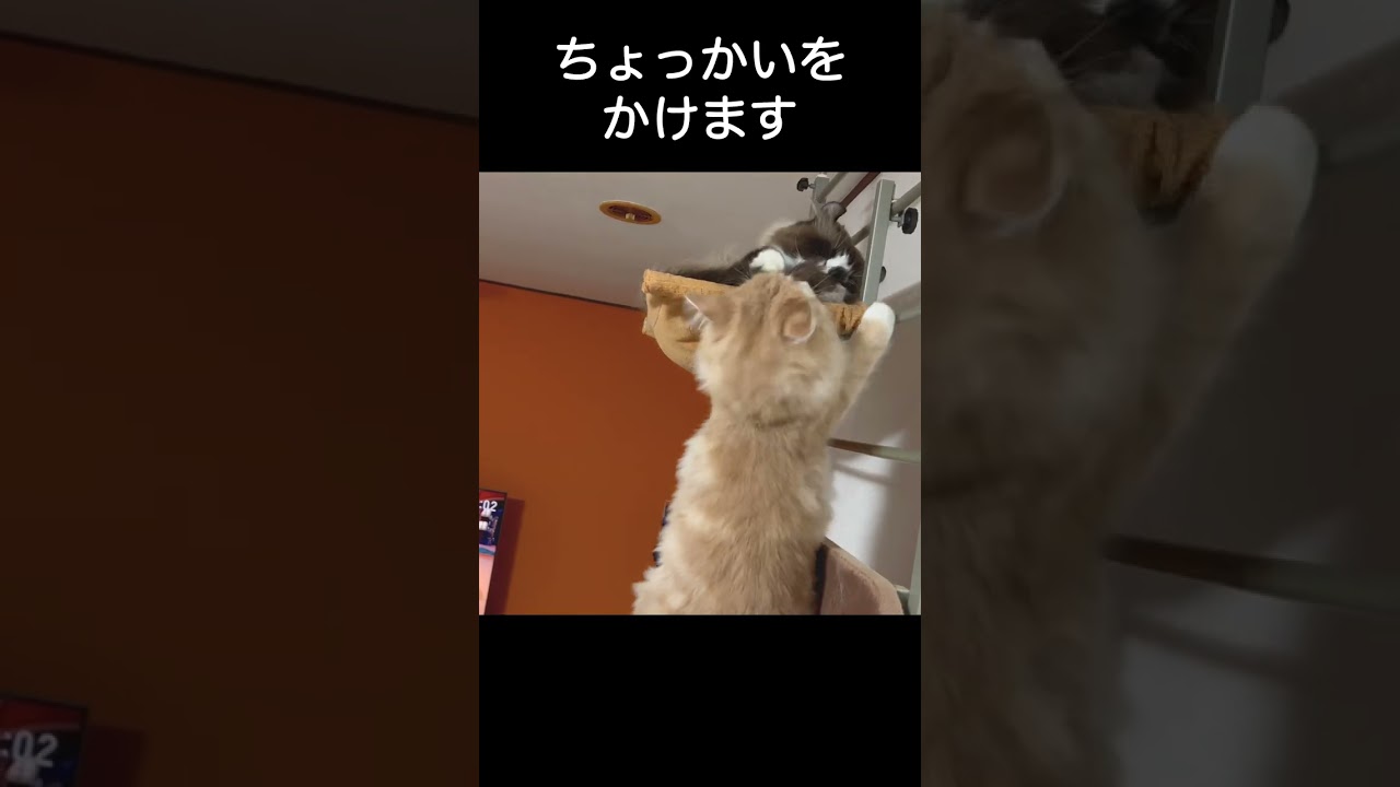 お兄ちゃん猫に意地悪する巨大子猫のメインクーン #Shorts #アメリカンカール  #メインクーン  #猫  #かわいい猫  #意地悪