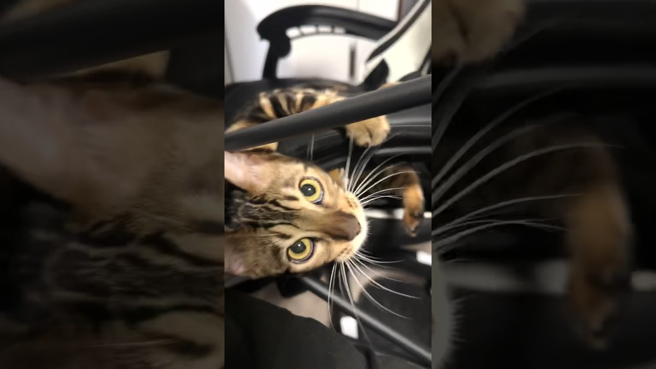 子猫の甘え方が独特すぎるw #shorts #猫 #ベンガル