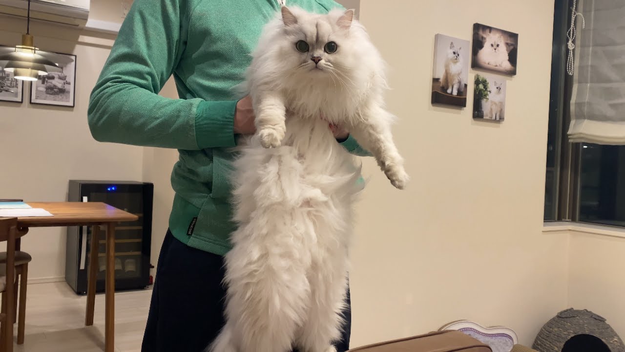 予想以上にビヨーンと長く伸びる猫がかわいい笑