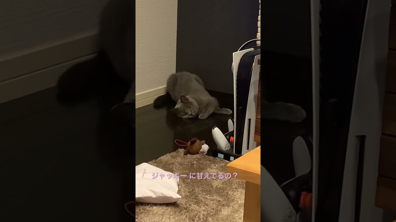 だいすきなジャッキーに甘えるネコ【シャルトリュー/Chartreux cat】#short