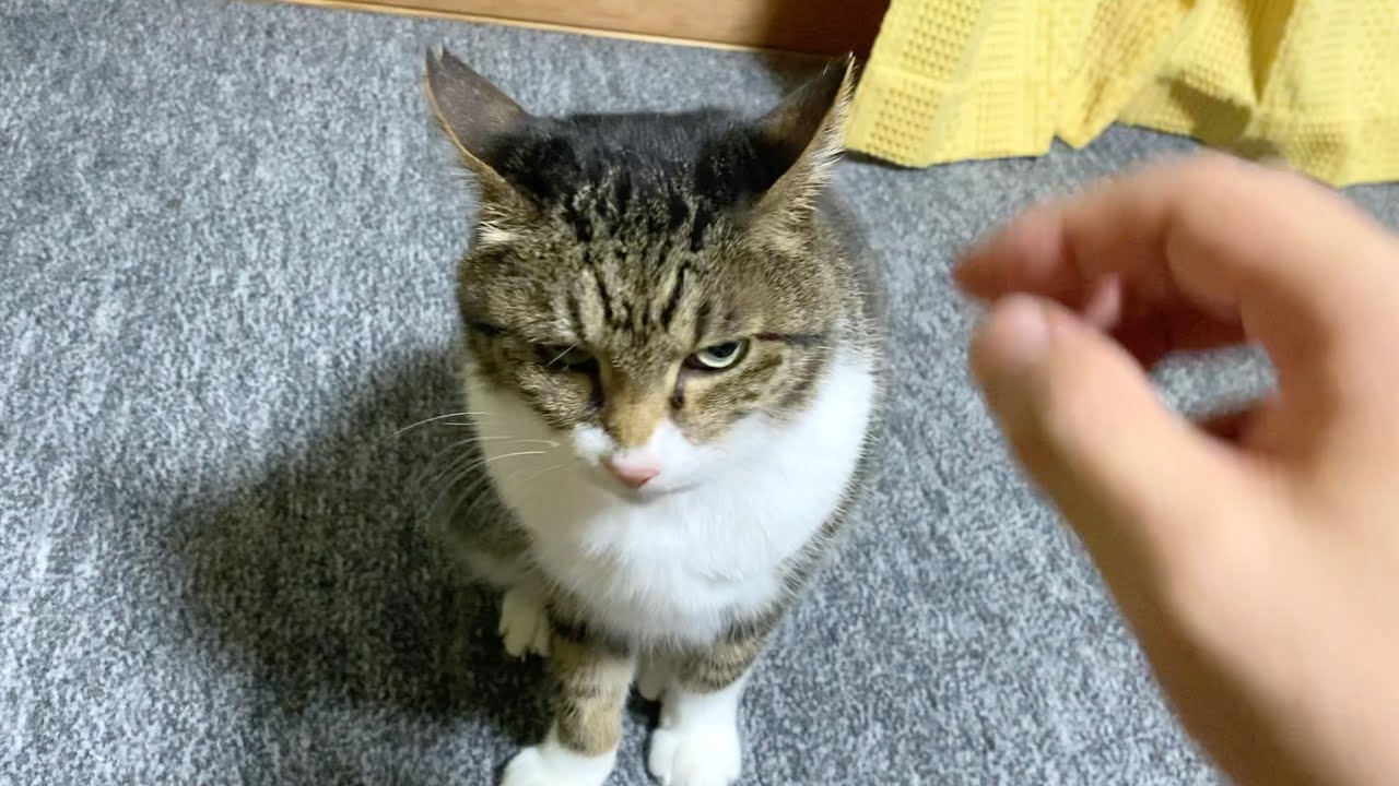 イカ耳状態の実家猫を触ろうとした結果...