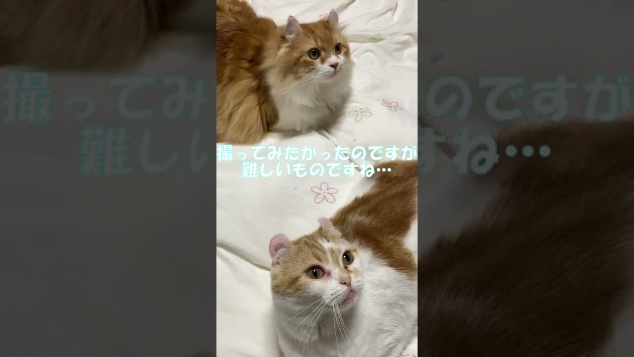 【ｱﾒﾘｶﾝｶｰﾙmocca】顔はどこにあるの？ #shorts #ねこ #猫 #アメリカンカール