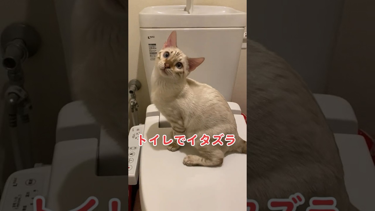 【子猫動画】ホワイトベンガル　生後4ヶ月半！　アイドル 　ベンガル猫　ネコ　ねこ　イタズラ　#cat #bengalcat #ベンガル #ベンガル猫 #bengal #ベンガル子猫 #子猫 #猫