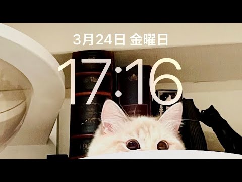 25℃☁️☔️【猫】今年は換毛期が早い❔   ラグドール ＆ マンチカン