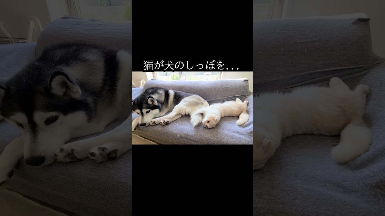 猫に何されても怒らないハスキー犬...#猫 #siberianhusky