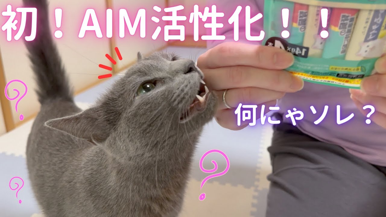 初めてAIMを活性化する猫（ロシアンブルー）