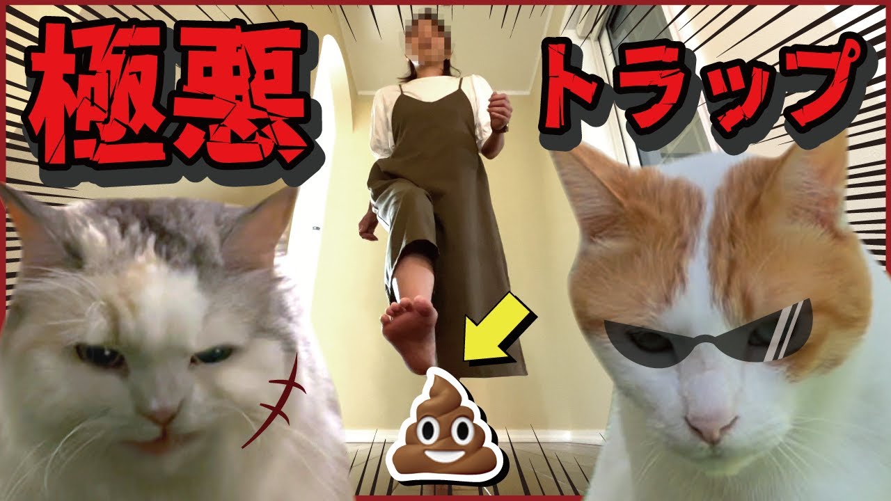 新居にとんでもない極悪トラップをしかける猫たちが鬼畜すぎた…【関西弁でしゃべる猫】