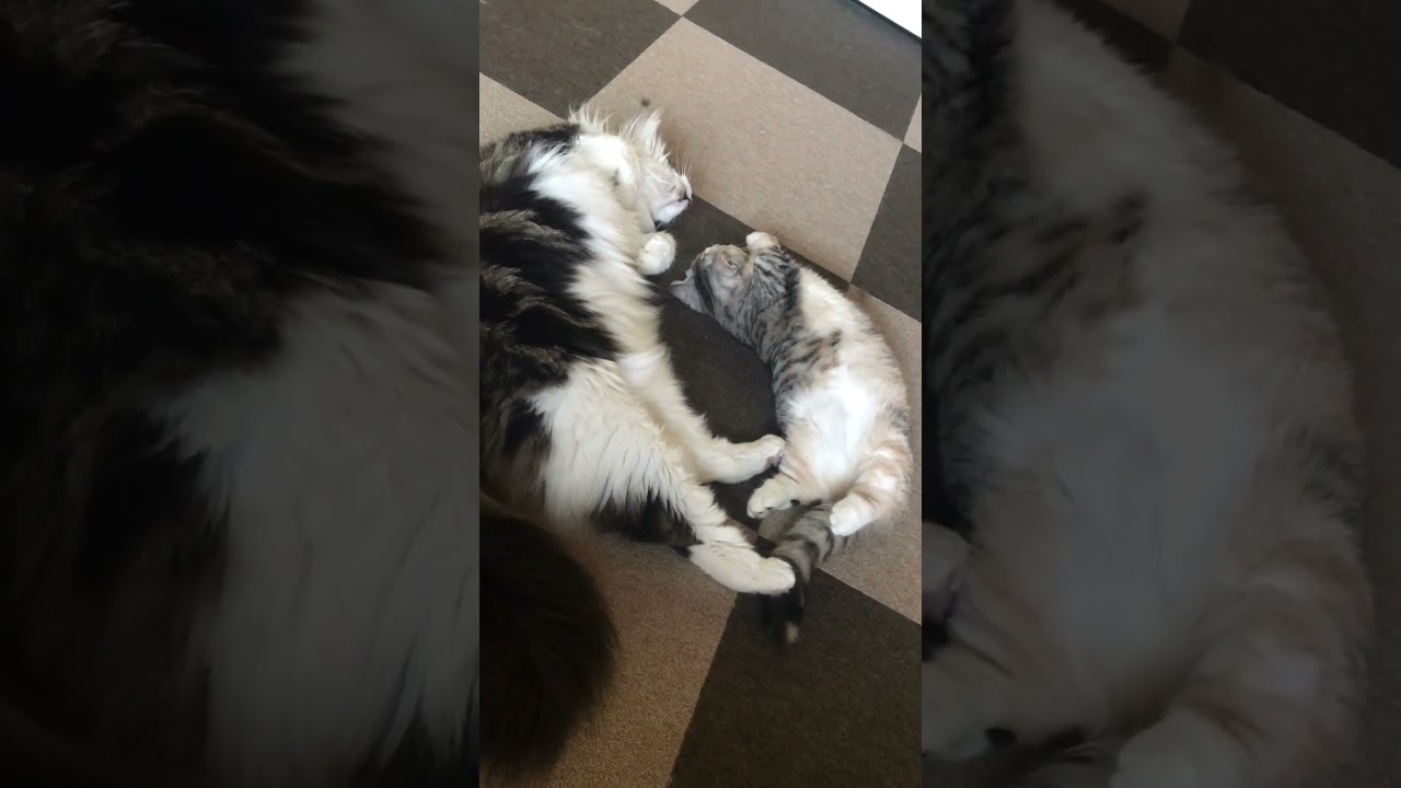 【メインクーン】仲良しすぎるメインクーン兄とマンチカン娘のマネっ子スタイル #shorts   #メインクーン #メインクーン  #猫多頭飼い  #猫と暮らす