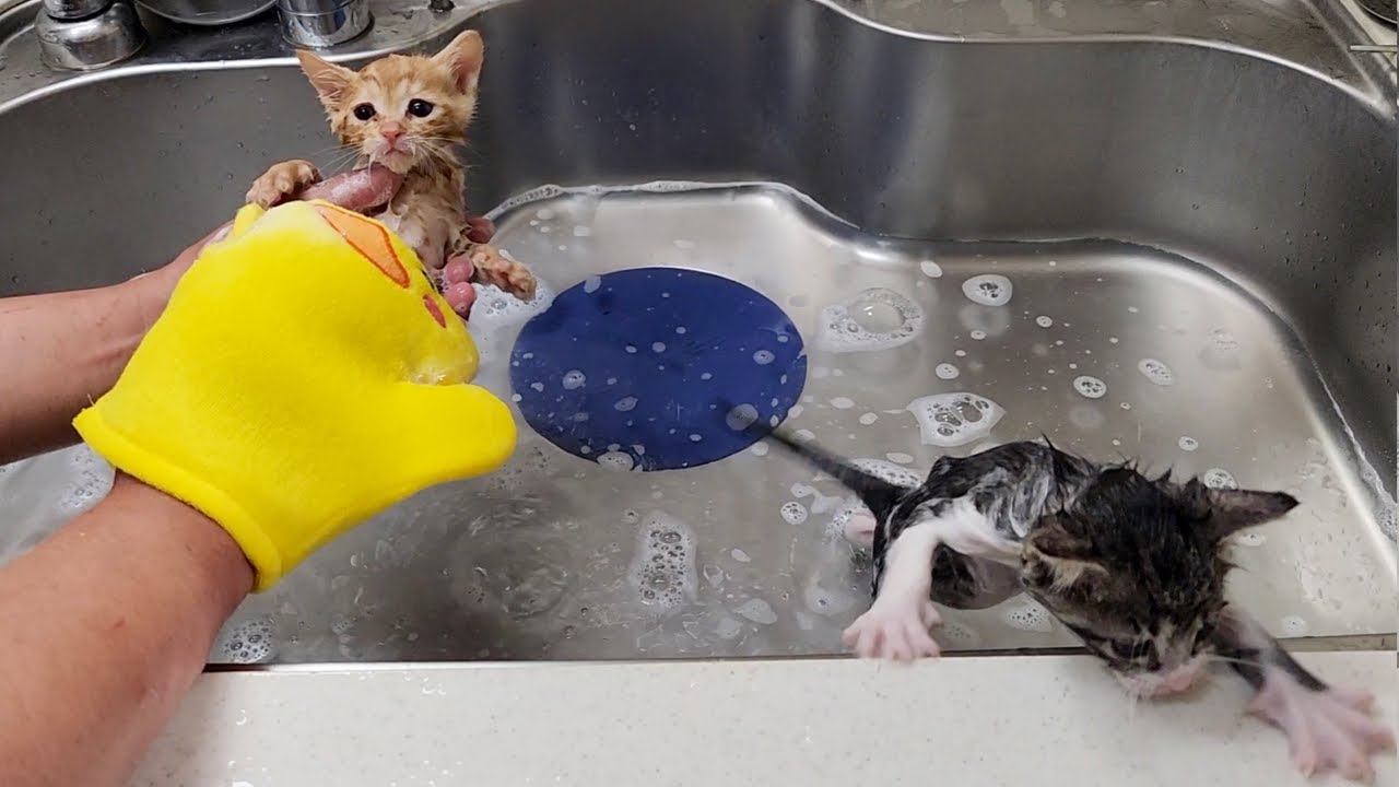 【保護子猫】保護した子猫に初めてシャンプーしました。I shampooed a stray cat for the first time.