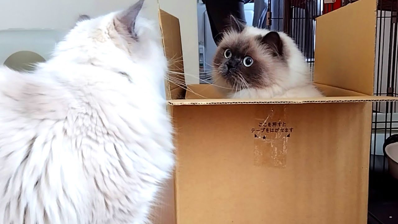 股間を噛む猫【ヒマラヤン猫】
