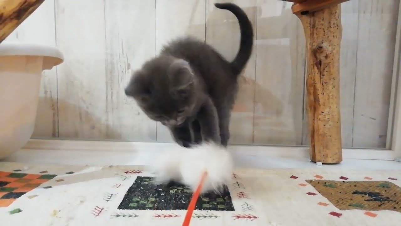 シャルトリュー　女の子　2023/01/19生まれ