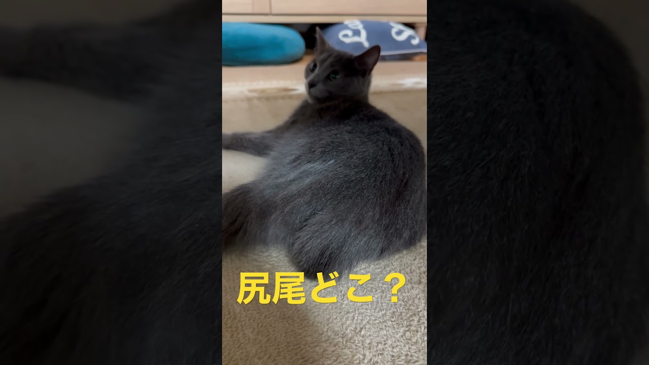 可愛い尻尾をお尻で温める猫（ロシアンブルー）#shorts