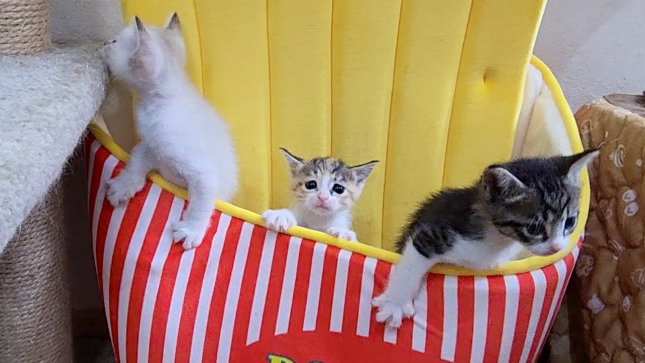 保護した子猫がヤンチャ過ぎて困ってます。