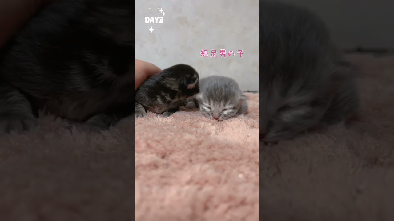 【今日もふ】キンカロー子猫さん♡DAY3【2023年1月16日】