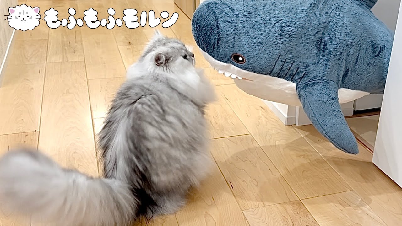 猫にお土産を買ってみると… 【サイベリアン】