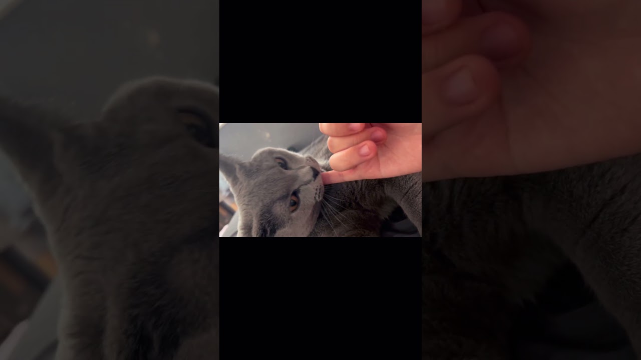 猫になりたい #シャルトリュー #chartreux