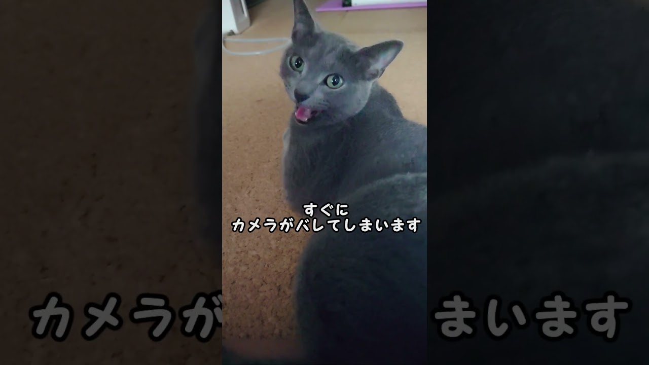 【猫動画】カメラに敏感なロシアンブルー【russianbule】#shorts　Camera-sensitive Russian Blue