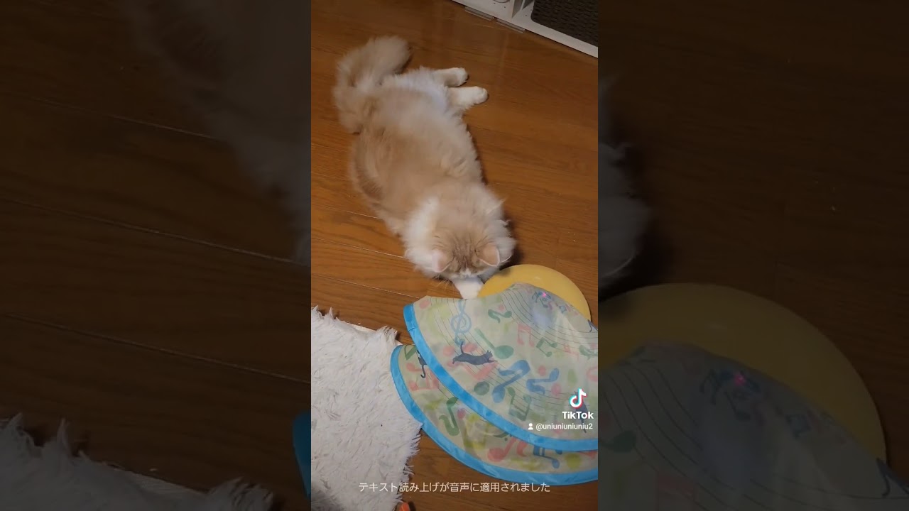 めんどくさそう笑 #ラガマフィン #猫動画 #cat #子猫 #shorts