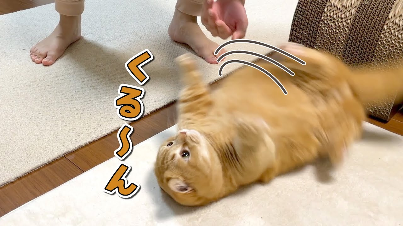 ママとの変な遊びが楽しくて何度も転がされる猫が可愛すぎた！