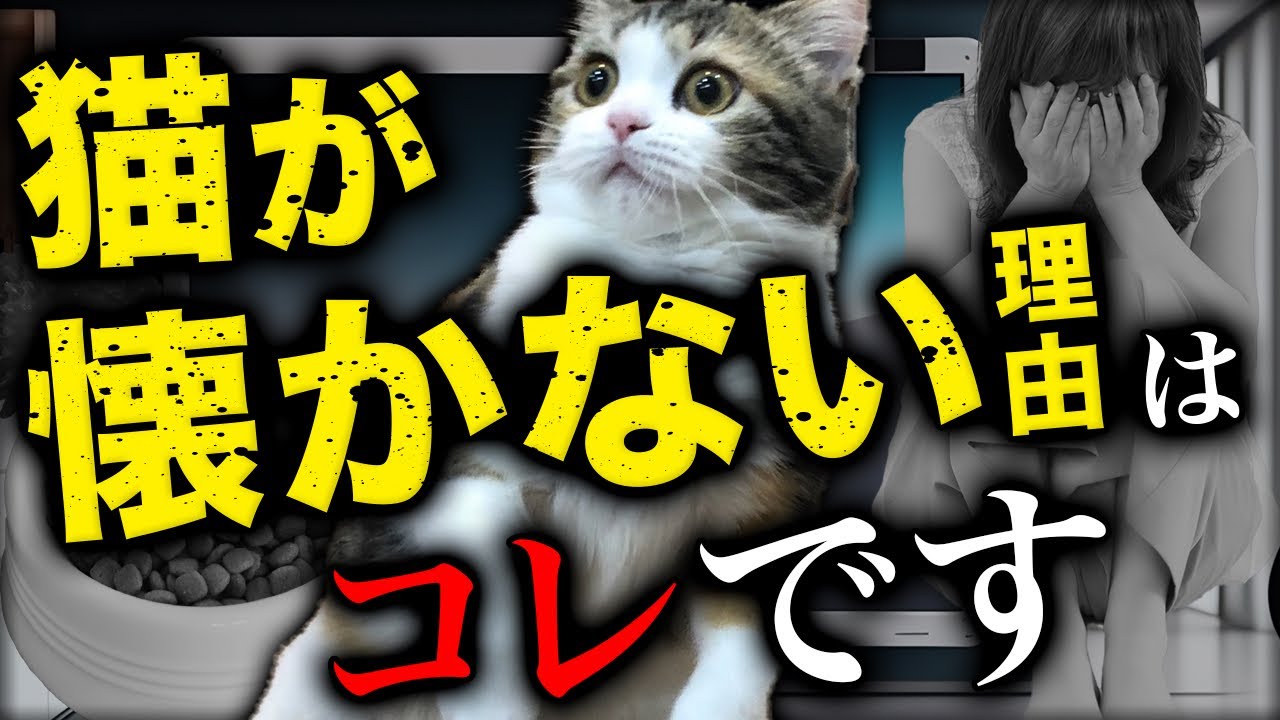 猫が懐かない人は絶対見てください。距離感が近い人は嫌われる可能性があります…！