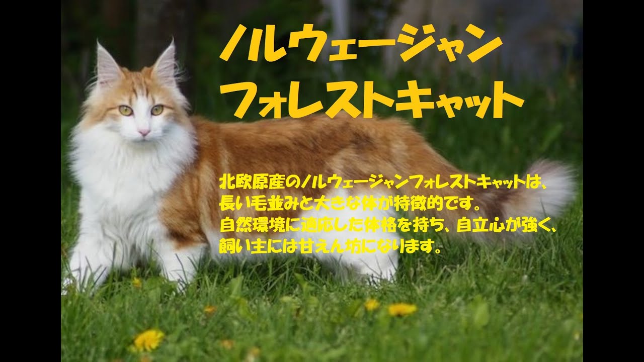 「穏やかな巨大猫：ノルウェージャンフォレストキャットについて知ろう」かわいい・きれい・人なっこい