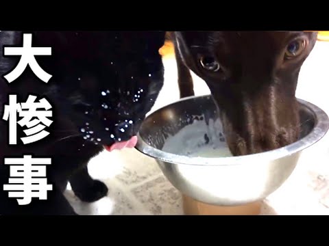 【ガブ飲み犬の横で模様替えした子猫。】@taipi 【切り抜き】