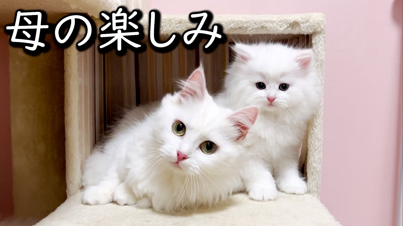 【ミヌエットの子猫】マンチカンの母親の楽しみは人間と変わらない件 ∼猫のいる生活Vol.719~ 出産動画 マンチカン短足・ミヌエット・ペルシャ猫専門ブリーダー『ペット蔵人』【子猫の成長記録】