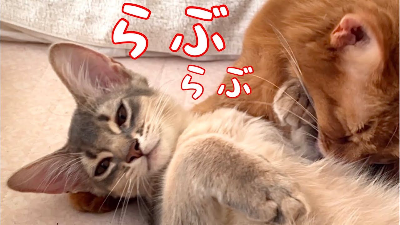 【癒し閲覧注意】彼女とイチャイチャしてます❣️【ソマリ】