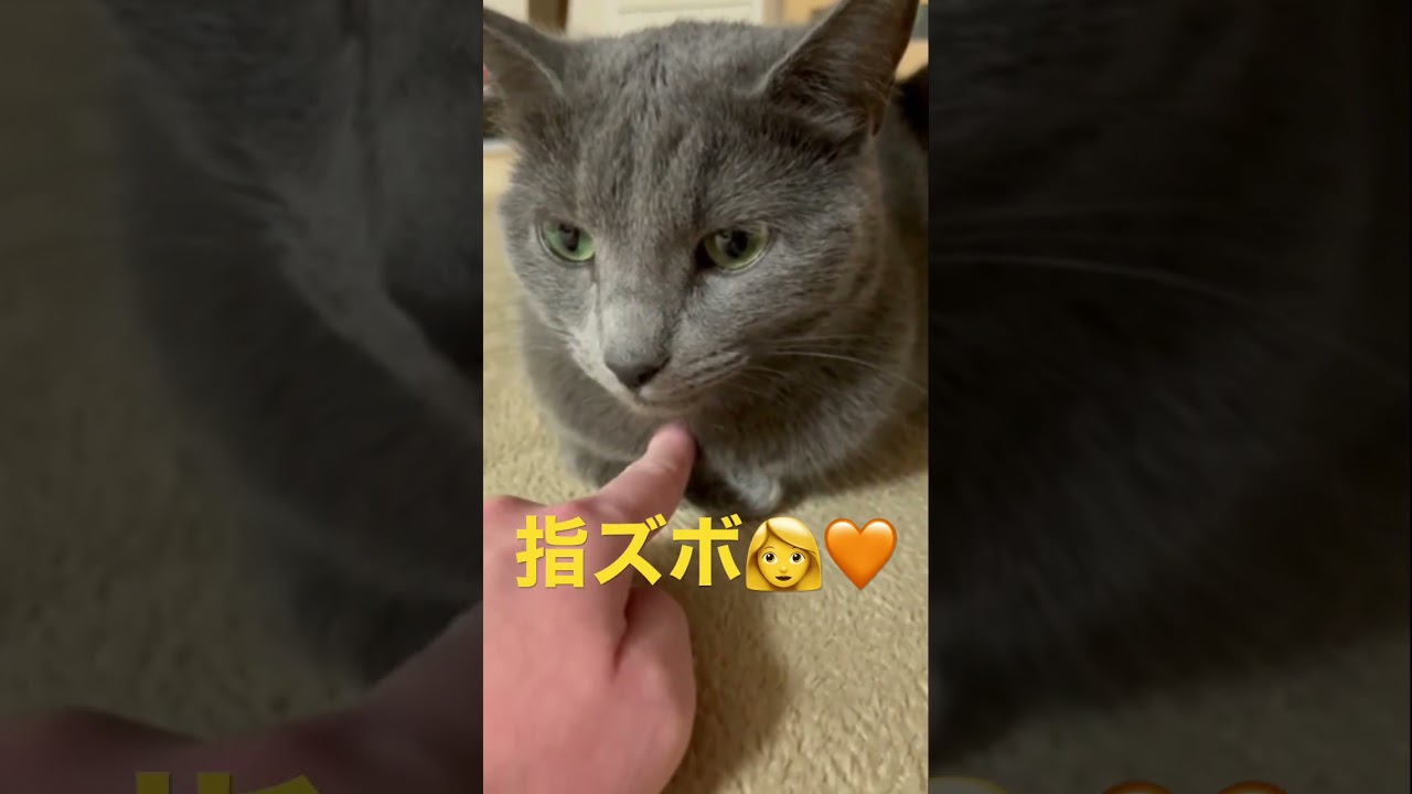 指ズボでイチャつくママとそらちゃん（ロシアンブルー）#shorts