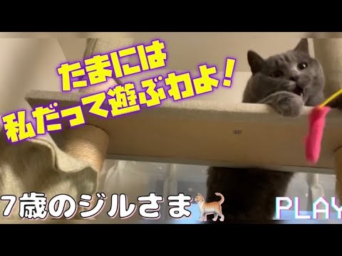 【シャルトリュー】7歳だってまだまだ遊ぶもん！