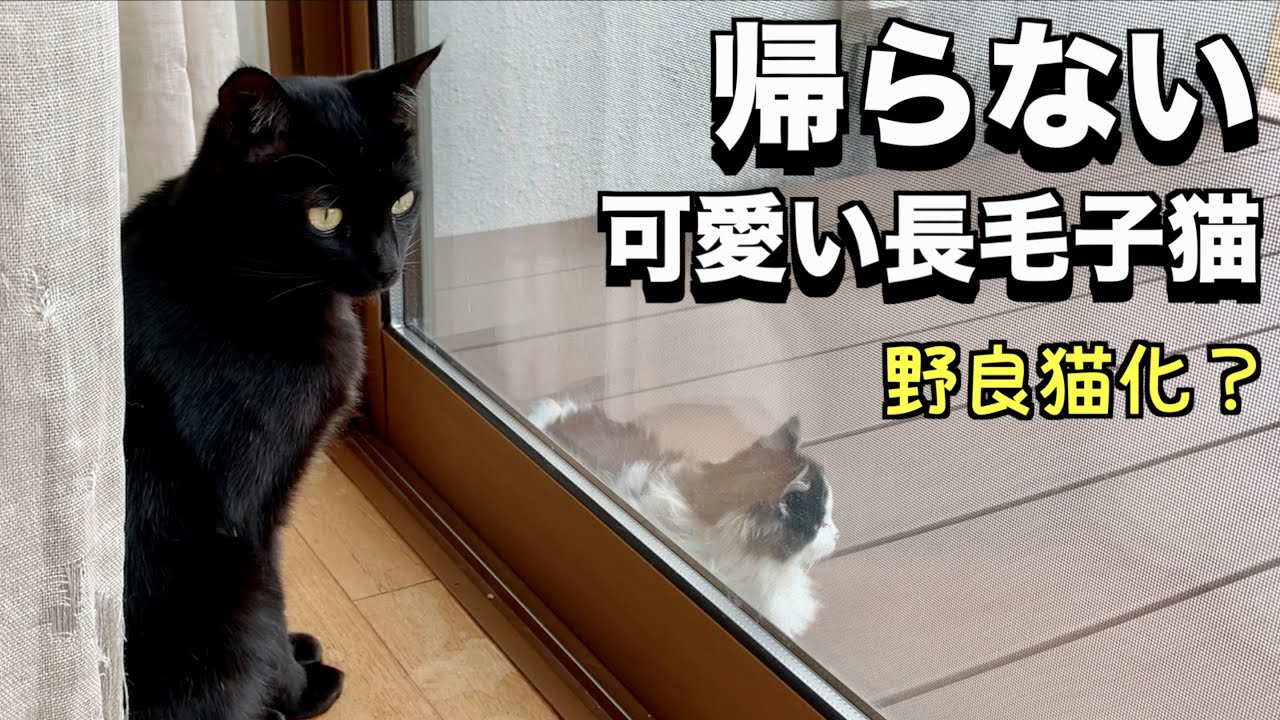 家に懐いちゃった可愛い長毛子猫
