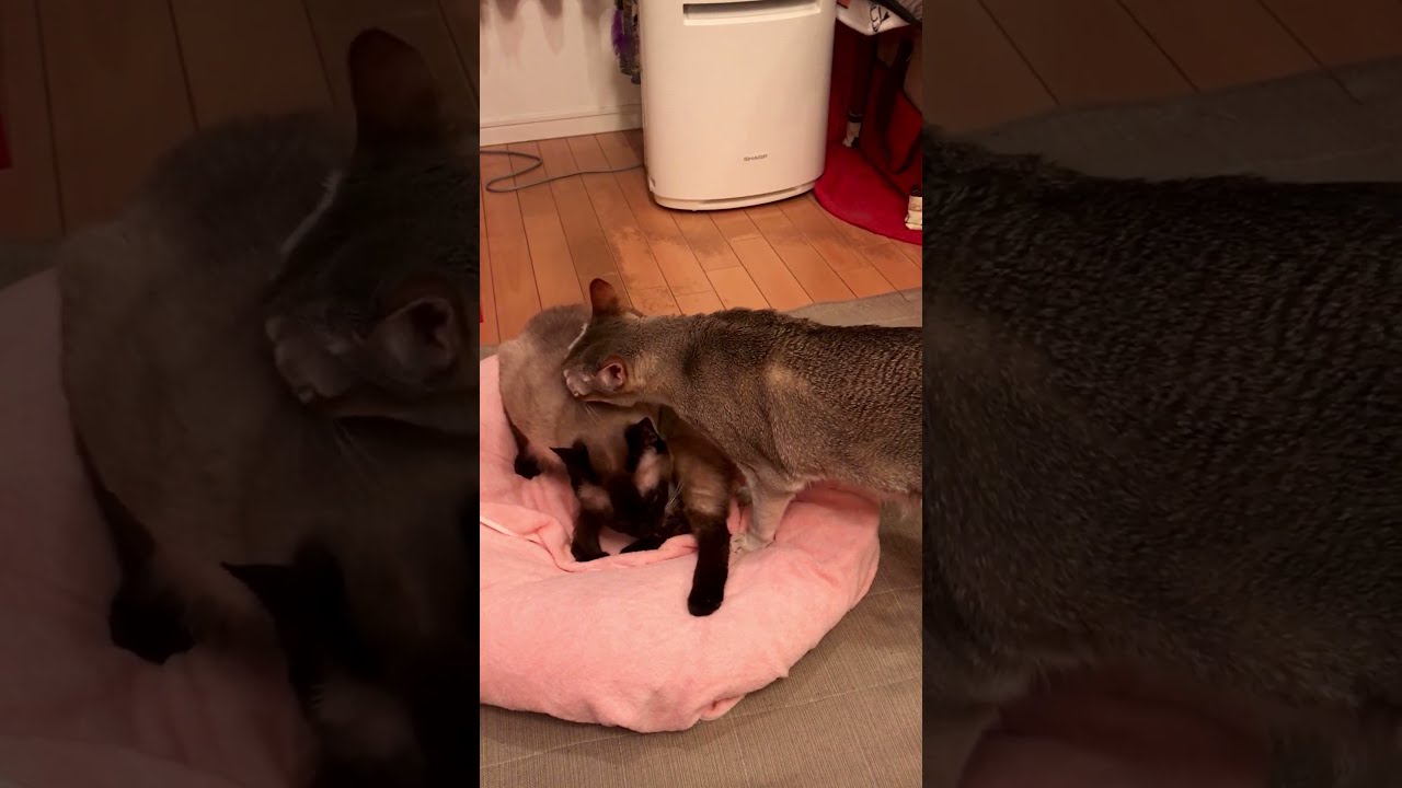毛づくろい中のたぬき猫を毛づくろいするシンガプーラなのにゃ♪