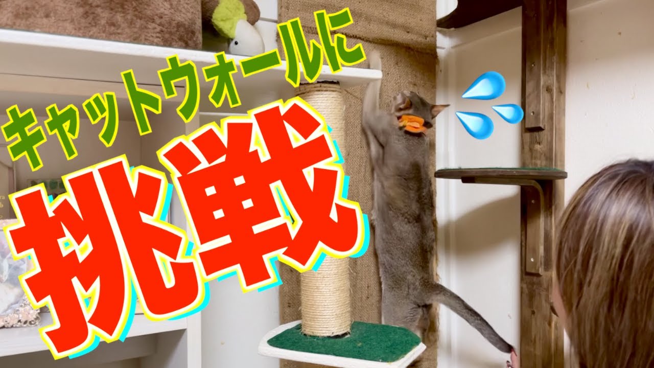 【挑戦者】のんびりシンガプーラが必死に壁を登ります！！！