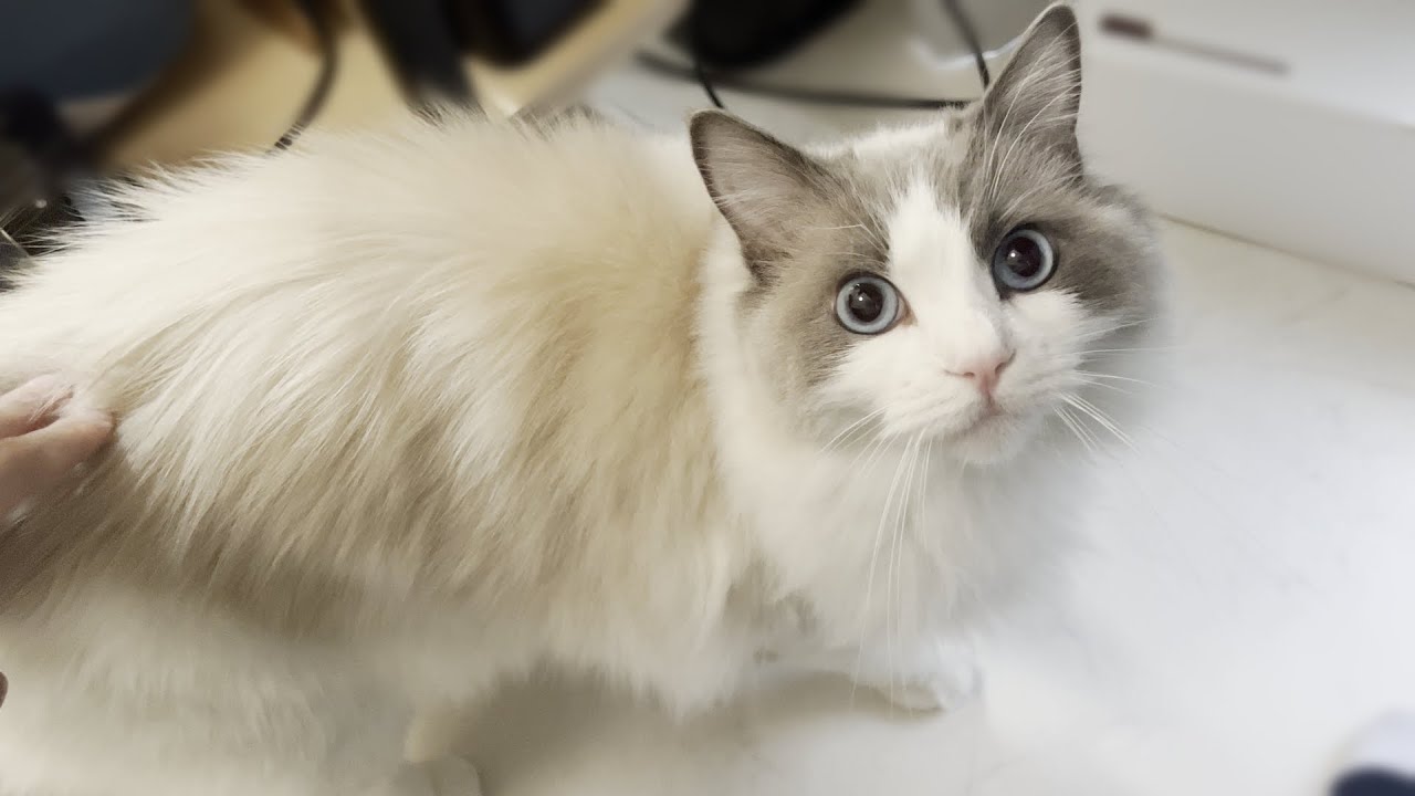 おしゃべり大好きなラグドール猫を別の名前で読んでみたらまさかのこうなったw
