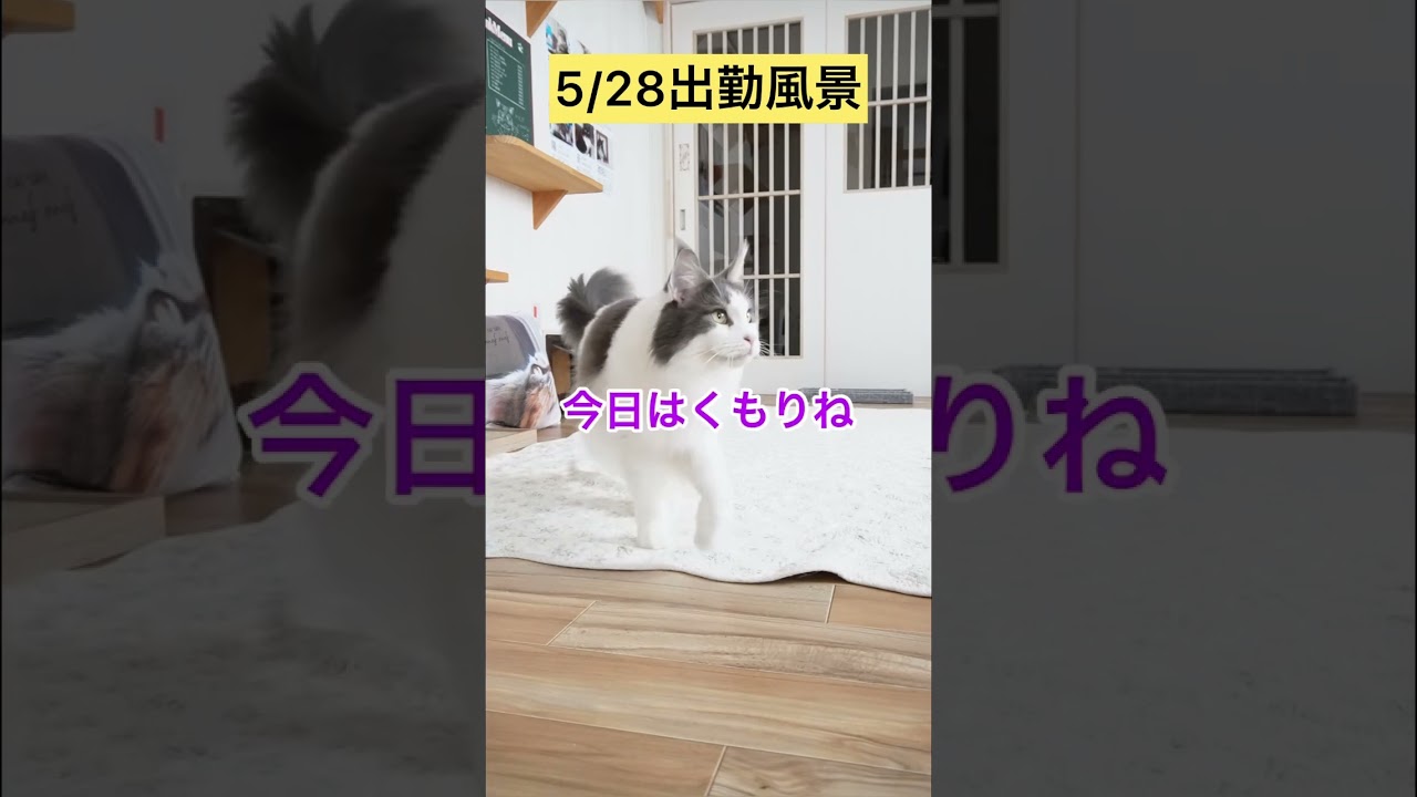 5/28出勤風景【メインクーン】#ファンサ #メインクーン #猫動画おもしろい #cat