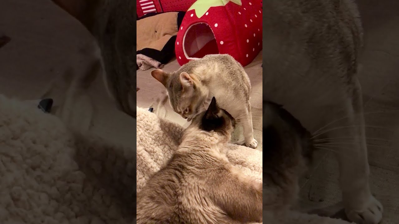 ペロペロ合戦しているシンガプーラとたぬき猫なのにゃ♪