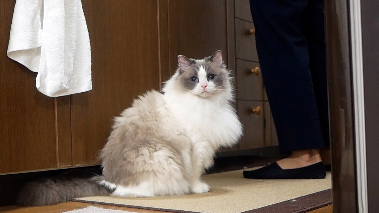 飼い主のことが好きすぎてそばを離れようとしない甘えんぼラグドールのんちゃん😆