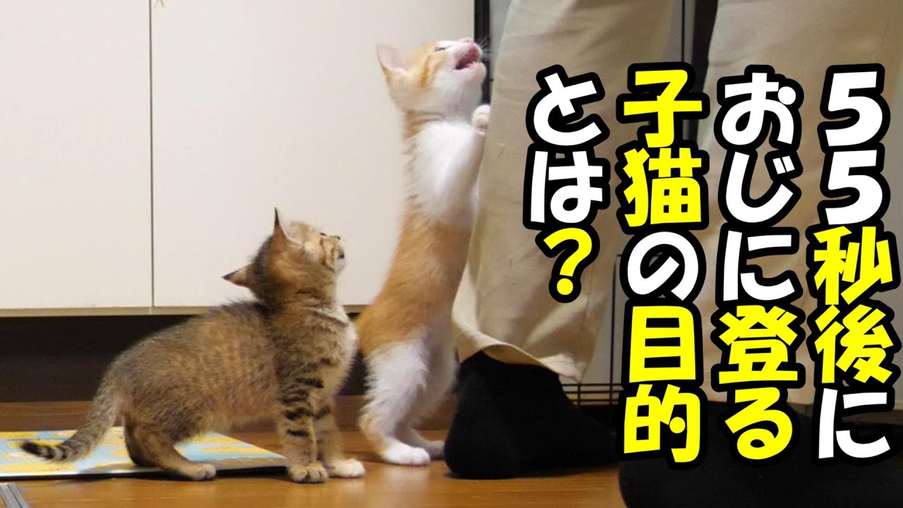 【５５秒後に登りだす子猫】ご飯の準備をするおじに登りだす子猫の目的とは？【赤ちゃん猫　保護猫】