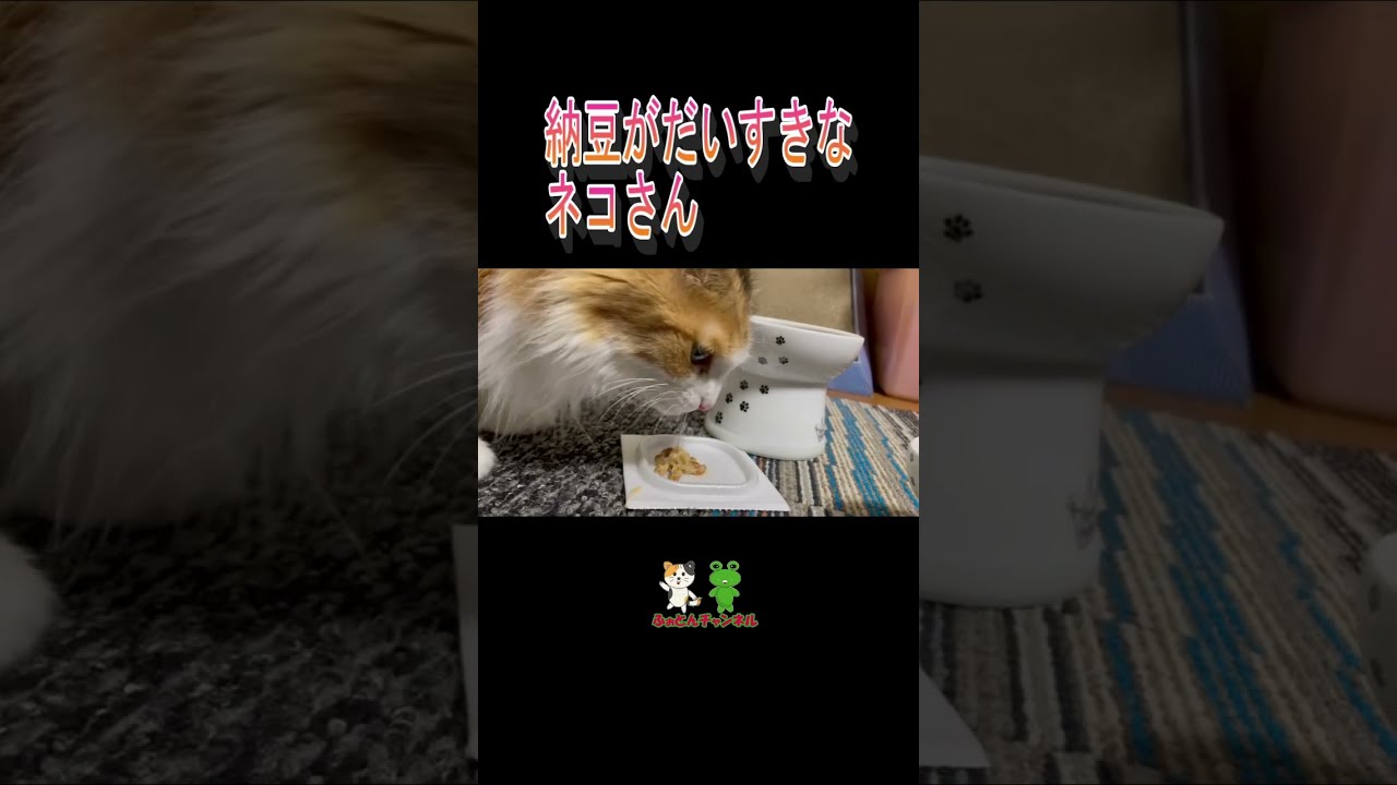 納豆を食べるネコ #Shorts#ねこのいる生活 #ペット #メインクーン