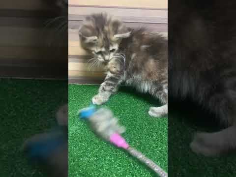 アビシニアン 【ブラウンタビー】かわいい♪かわいい✨ｶｰﾄﾞ可♪