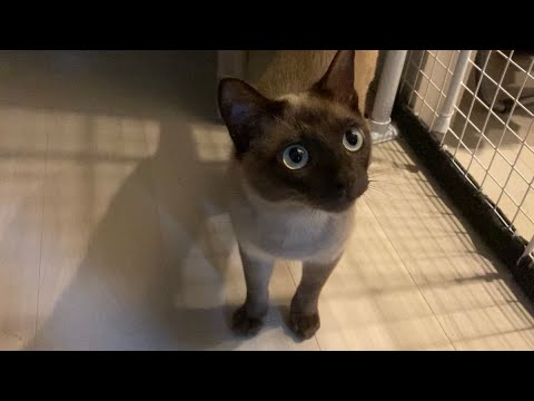 トンキニーズ 【2023/05/28】