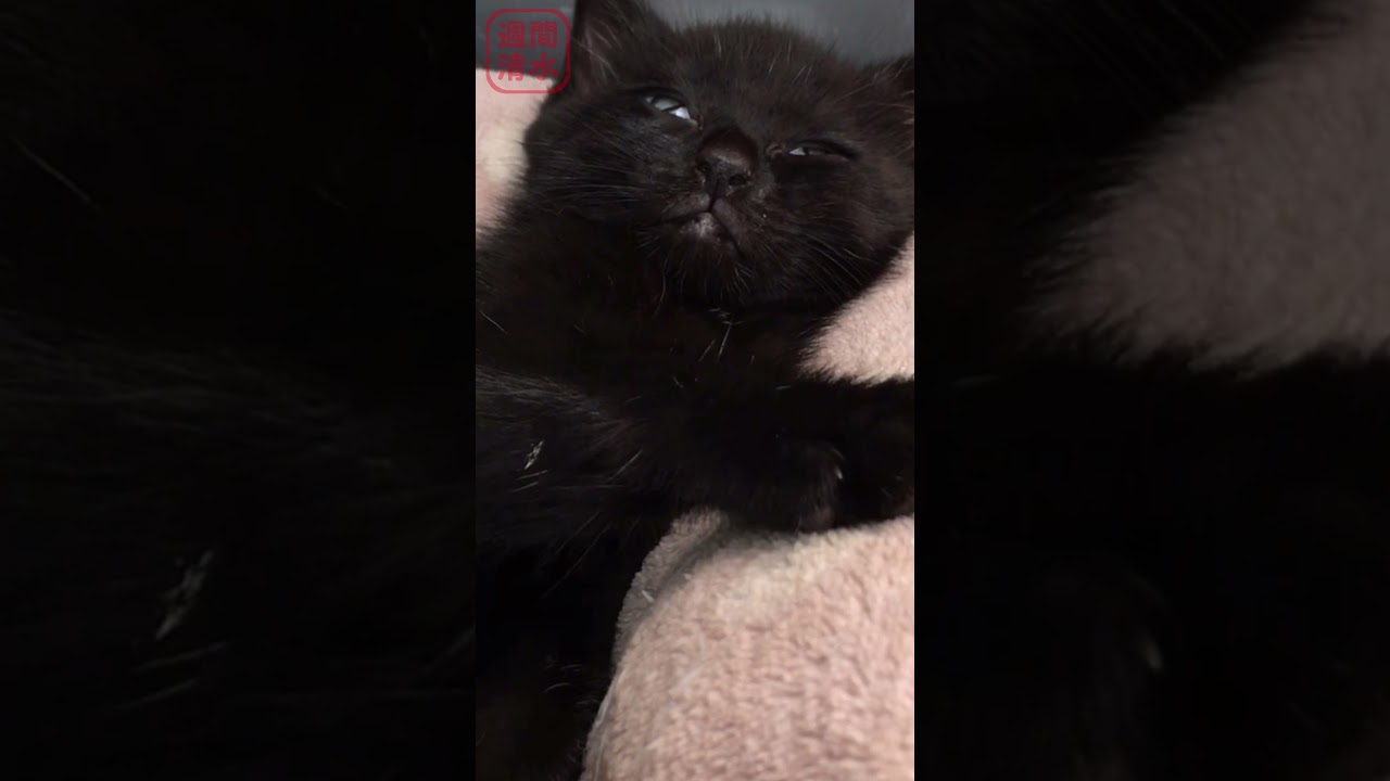ねむい黒猫の子猫 #shorts cute kitten sleeping. 保護猫 可愛い おねむ 寝顔 まっくろくろすけ