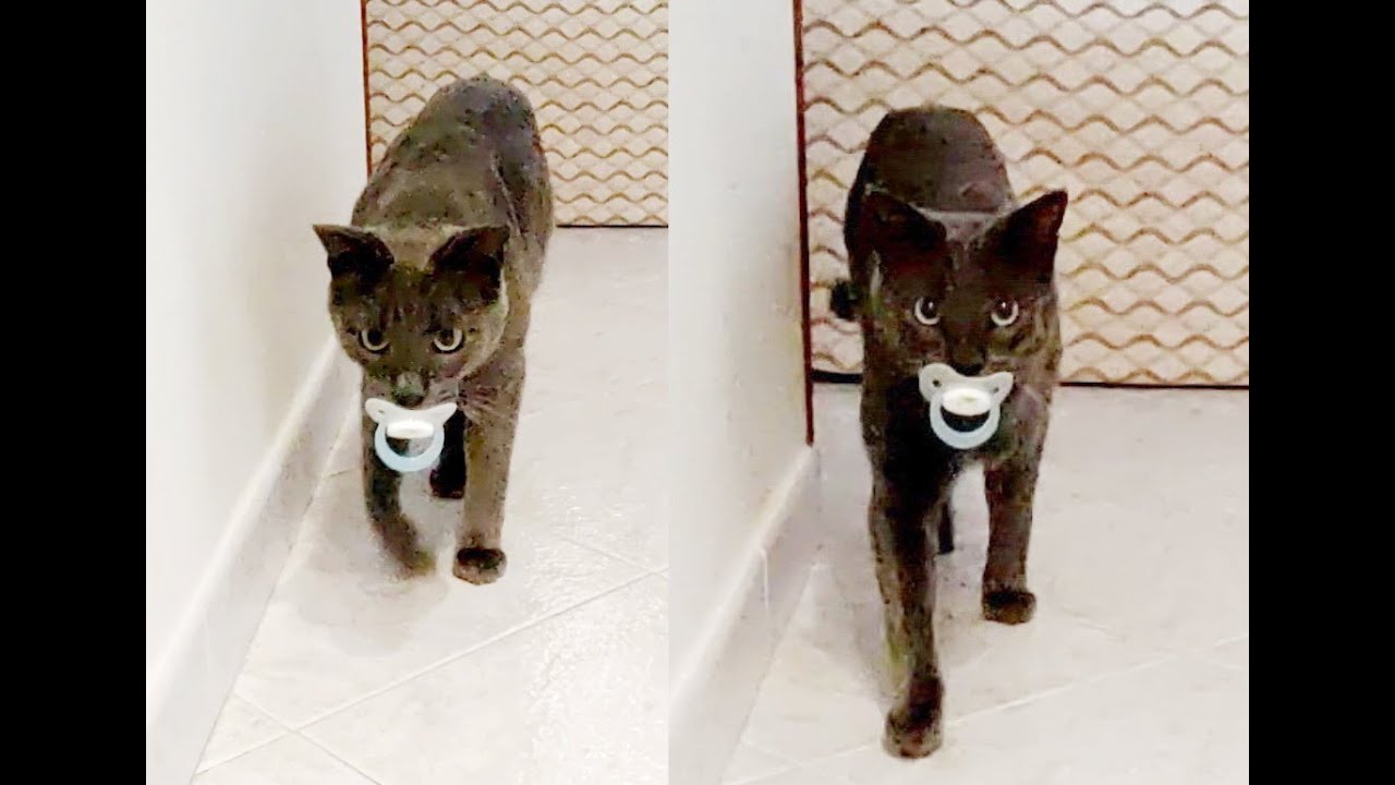 Korat Cat Brings Pacifier Back
