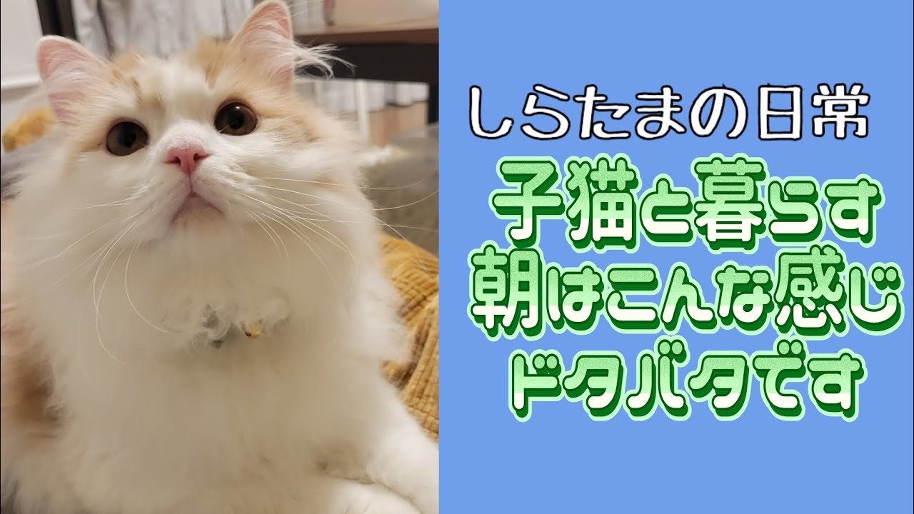 子猫と暮らすと朝はこんなに賑やかです#ラガマフィン #猫動画 #子猫 #cat