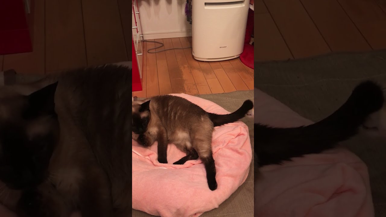 ペロペロしたがる同居猫のお手伝いを断ったたぬき猫なのにゃ♪