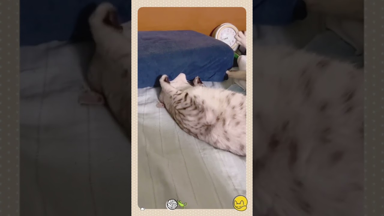 エジプシャンマウ